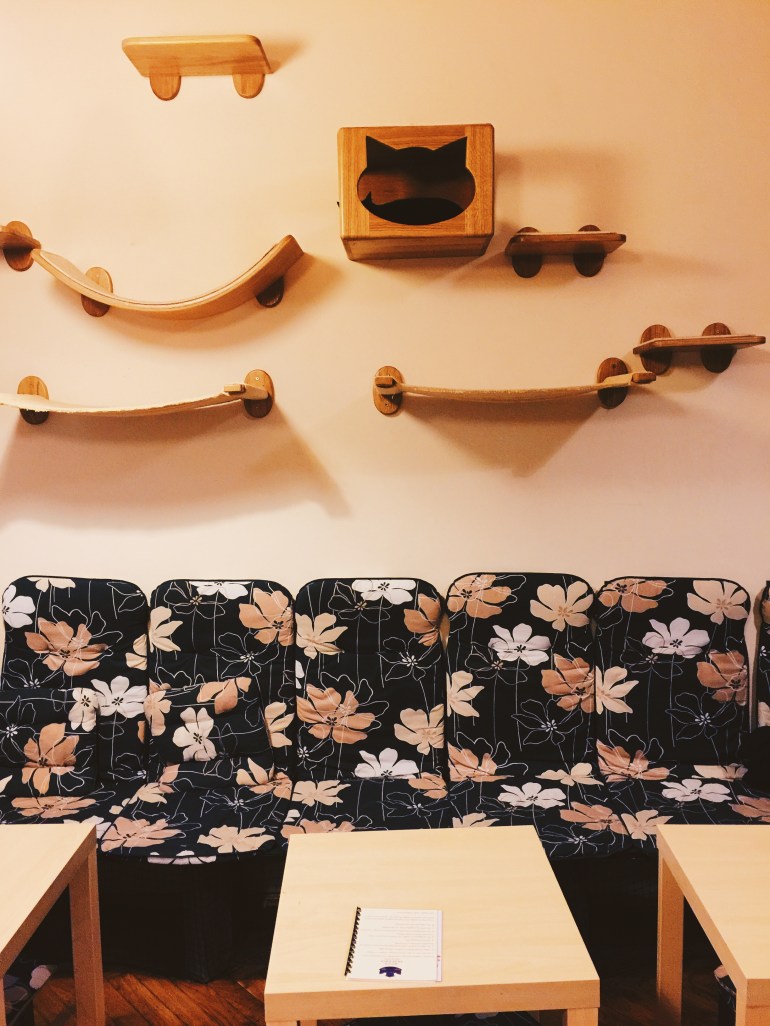 Kitty coffee kitties