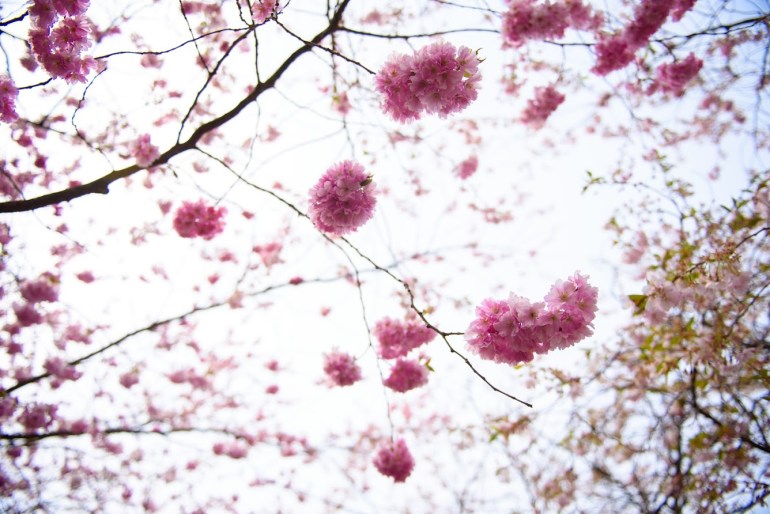 Blossoms