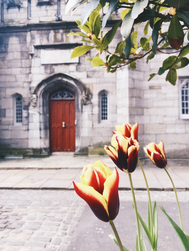 Touristing - Tulip shot