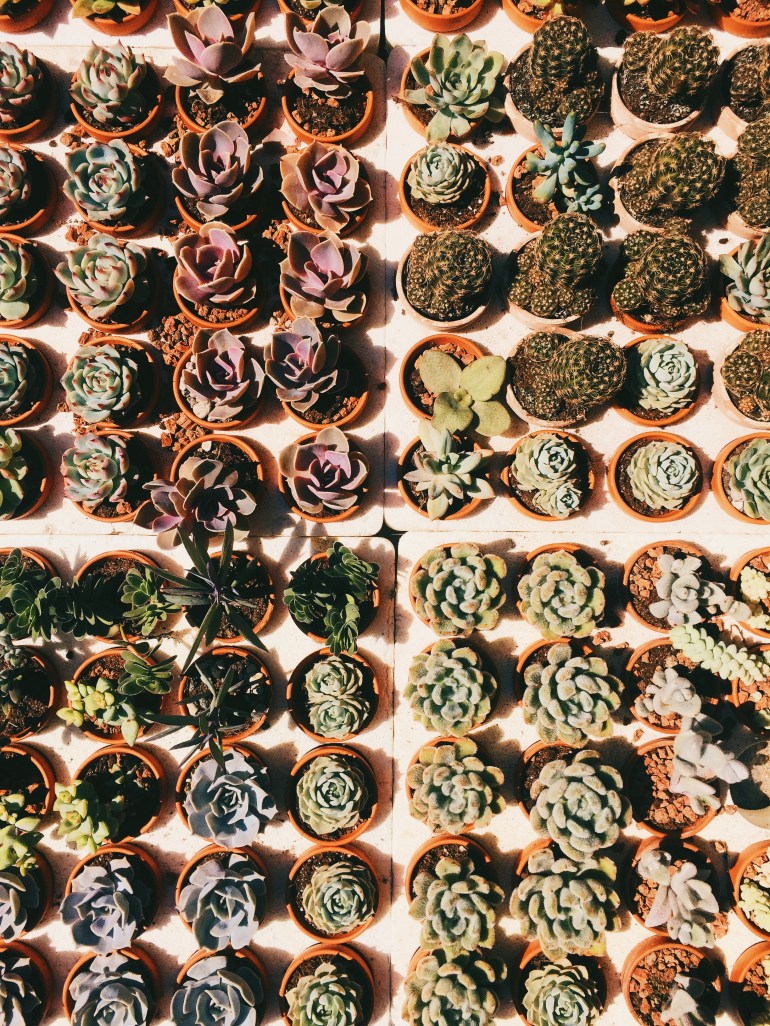 Succulents