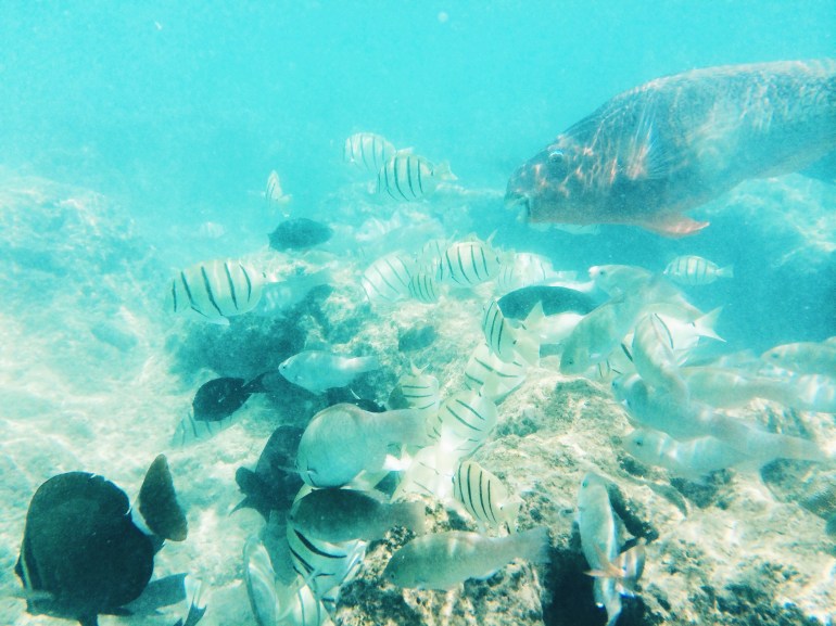 Hanauma Bay - Fishies