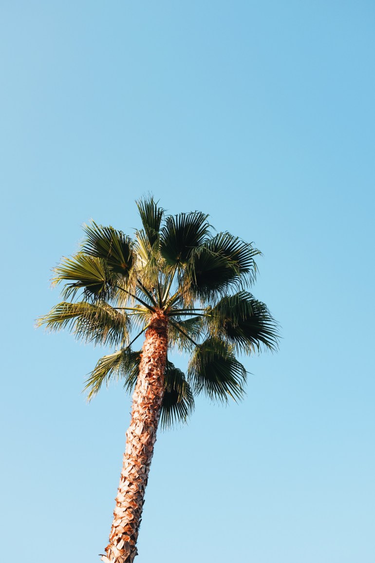 palmtree