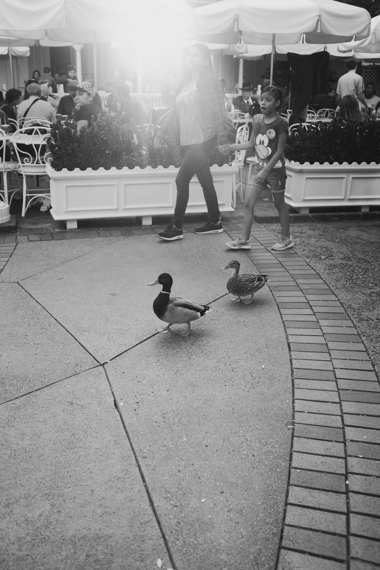 dapperducks