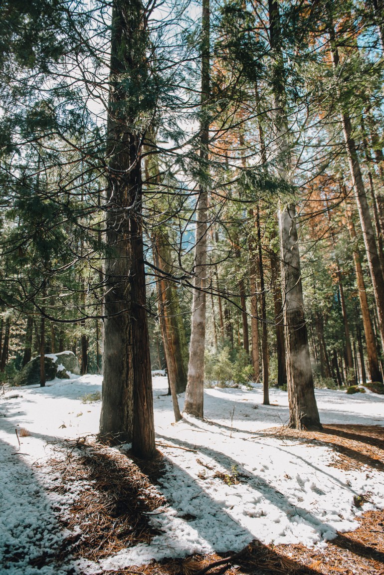 Yosemite misting trees