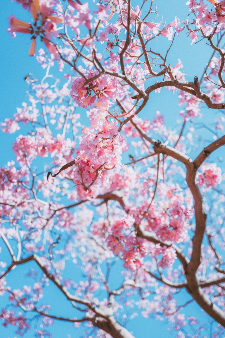 Spring at Disneyland